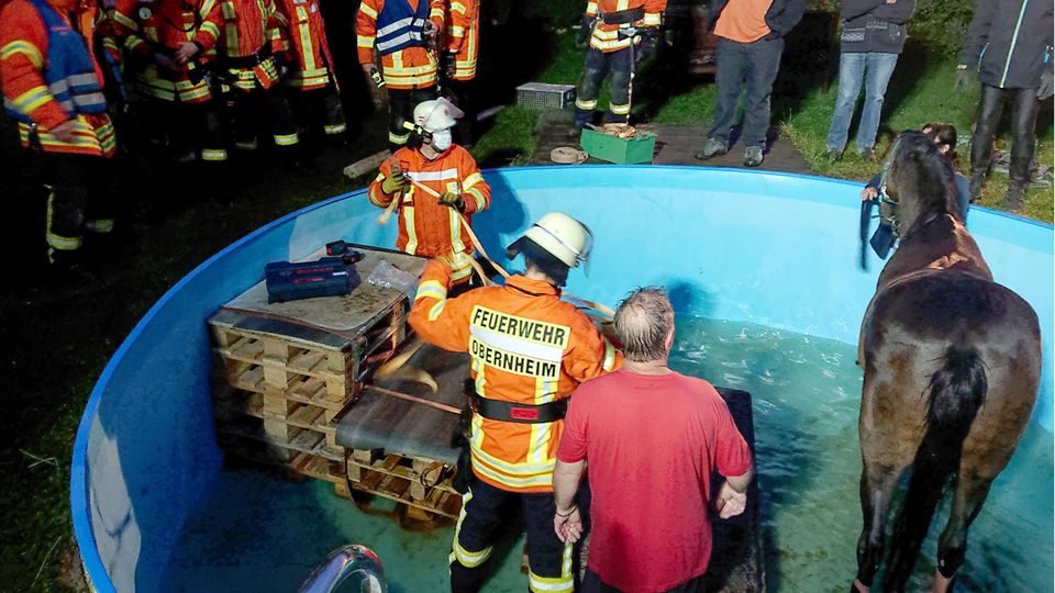 Einsatzkräfte der Feuerwehr Obernheim kümmern sich um ein Pferd