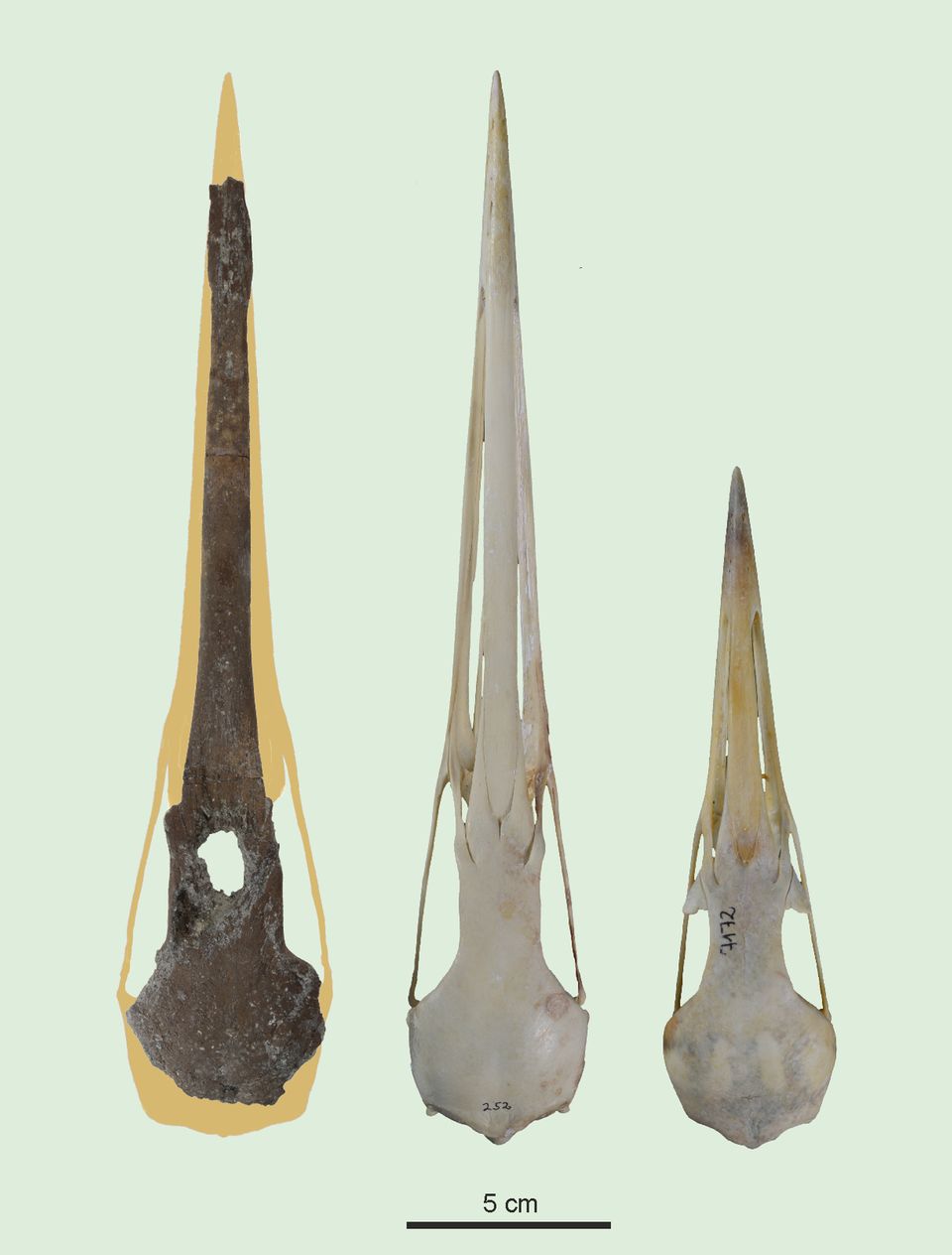 Schädel im Vergleich: Kranich aus der Fossilfundstelle Hammerschmiede (l), Sibirischer Kranich (M) und Eurasischer Kranich.