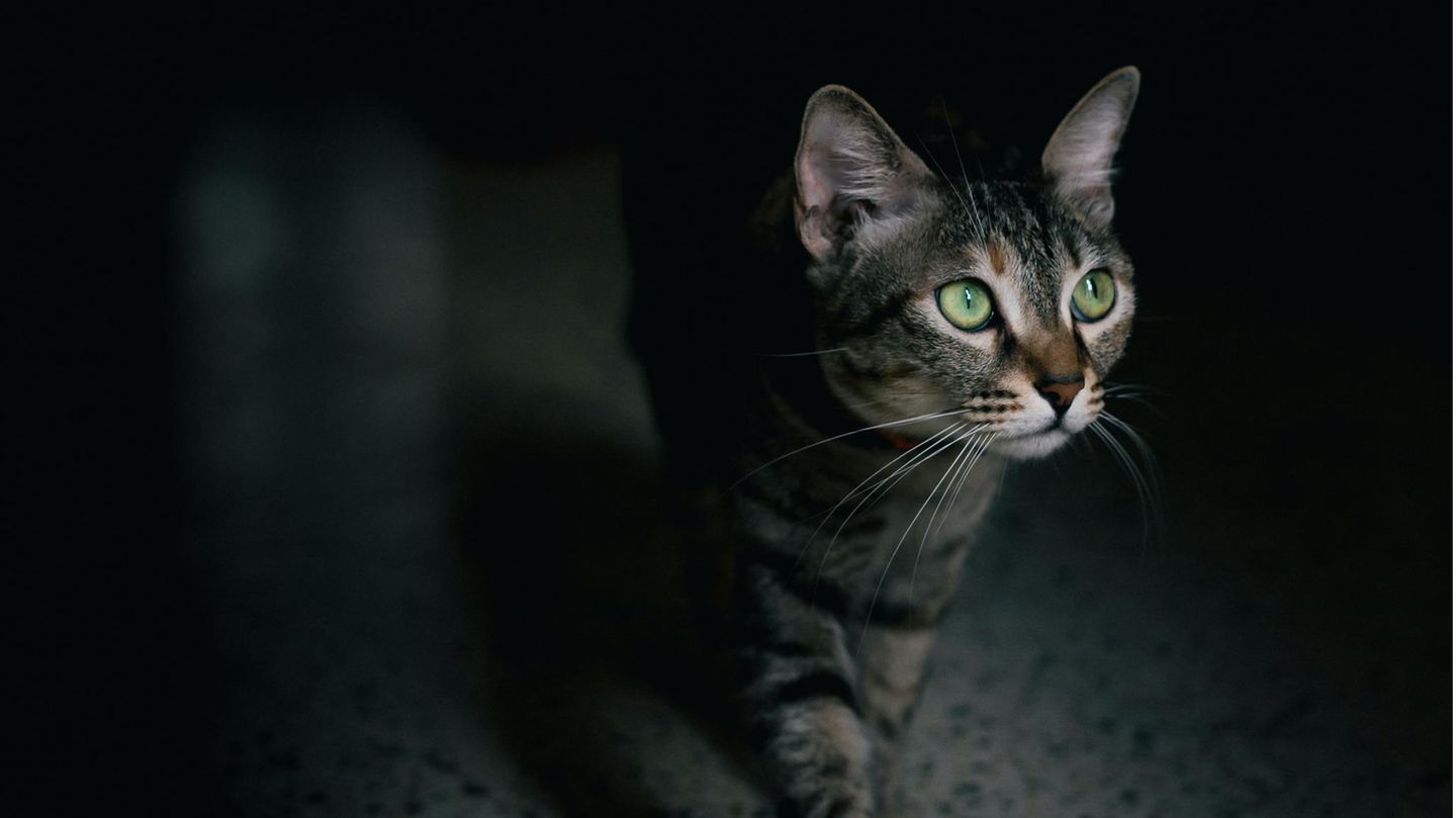 Katze schmuggelt Drogen ins Gefängnis – eine Wiederholungstäterin?