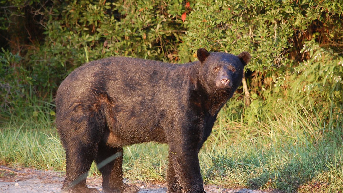 Ein Schwarzbär im US-Bundesstaat North Carolina