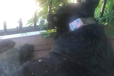 Dieses Foto von einem Schwarzbären mit einem Trump-Aufkleber auf dem Halsband wurde von einer Frau aus der US-Stadt Asheville aufgenommen