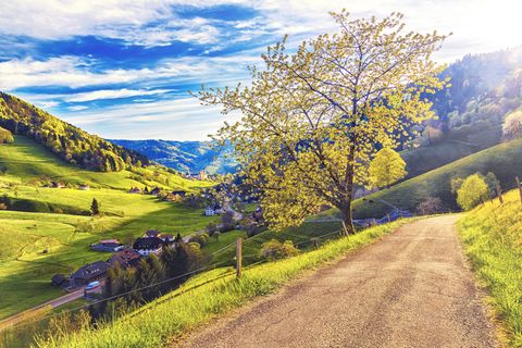 Reisereportage: Der Schwarzwald - von Kitsch zu Kult