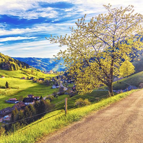 Reisereportage: Der Schwarzwald - von Kitsch zu Kult