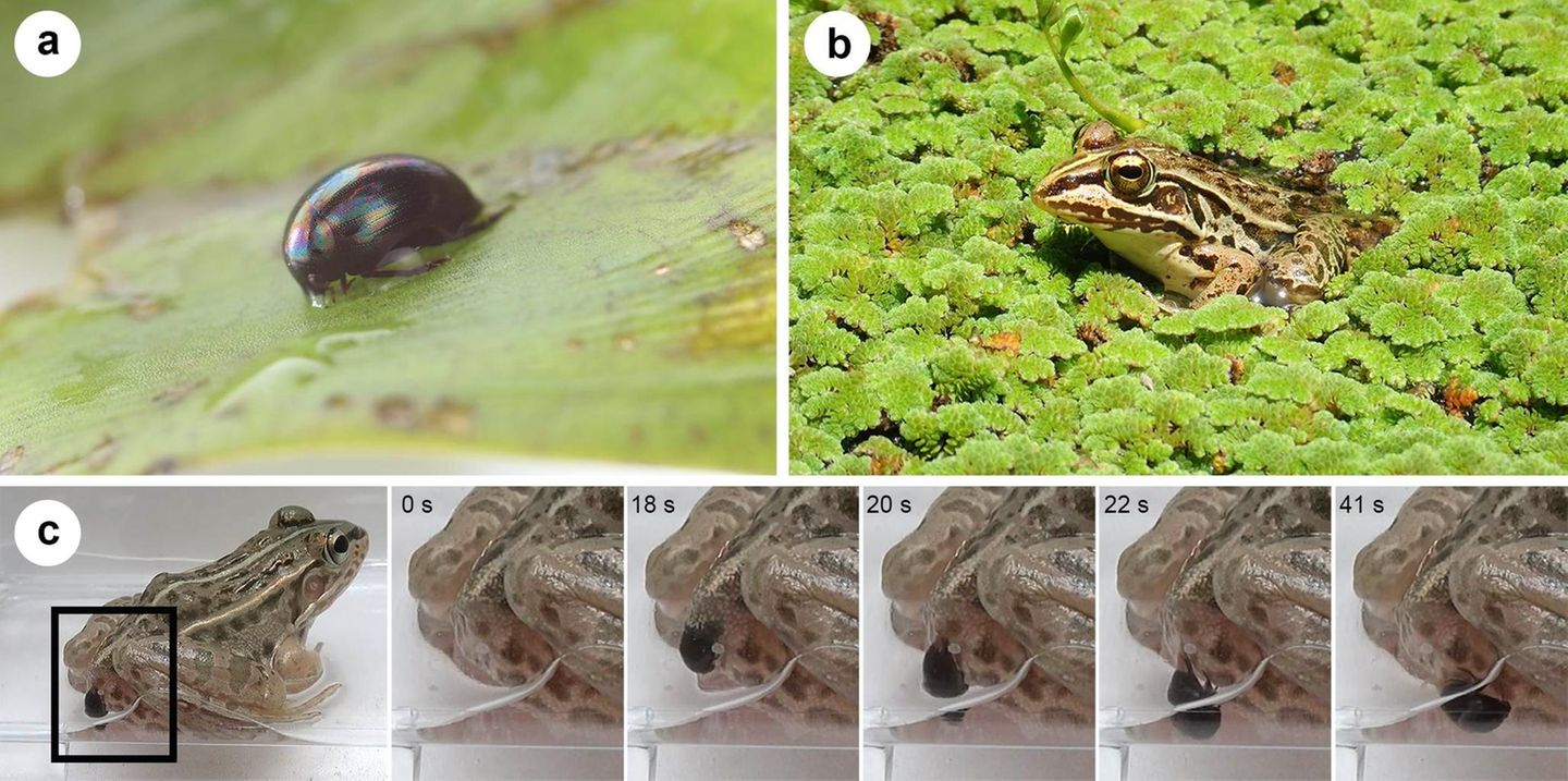 Die Bild-Combo zeigt, wie der Frosch entkommt.