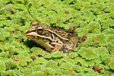 Die Bild-Combo zeigt, wie der Frosch entkommt.