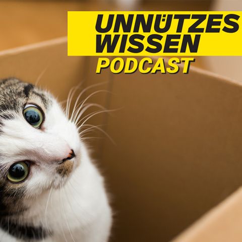 Unnützes Wissen – Katzen: Eigenwillig und störrisch? Tierpsychologin erklärt das Verhalten von Katzen