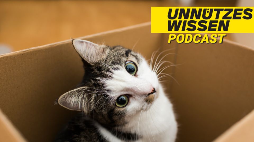 Unnützes Wissen – Katzen: Eigenwillig und störrisch? Tierpsychologin erklärt das Verhalten von Katzen