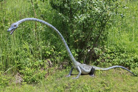 Reptil mit Giraffenhals