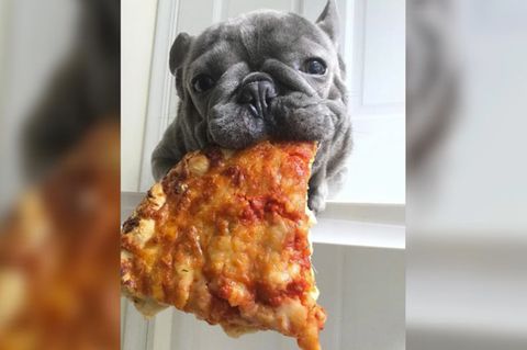 Dieser Hund isst wie ein Mensch – mit seinen Pfoten