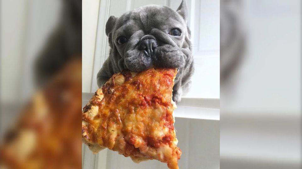 Dieser Hund isst wie ein Mensch – mit seinen Pfoten