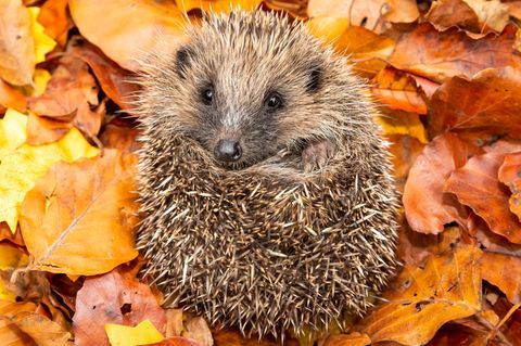 Ein Igel sitzt im Laub