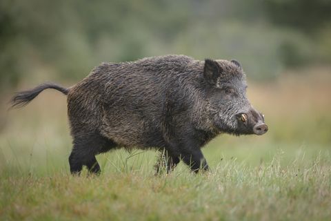 Ein Wildschwein auf grüner Wiese
