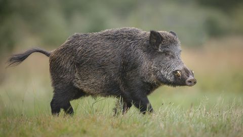 Ein Wildschwein auf grüner Wiese