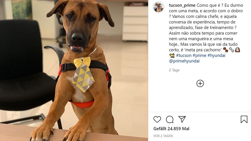 Autohaus in Brasilien adoptiert Straßenhund