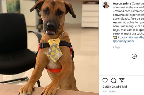 Autohaus in Brasilien adoptiert Straßenhund