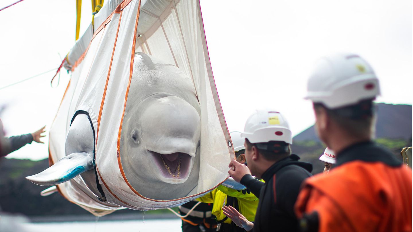 Beluga Wale Aus Gefangenschaft Vor Island Ausgesetzt Stern De