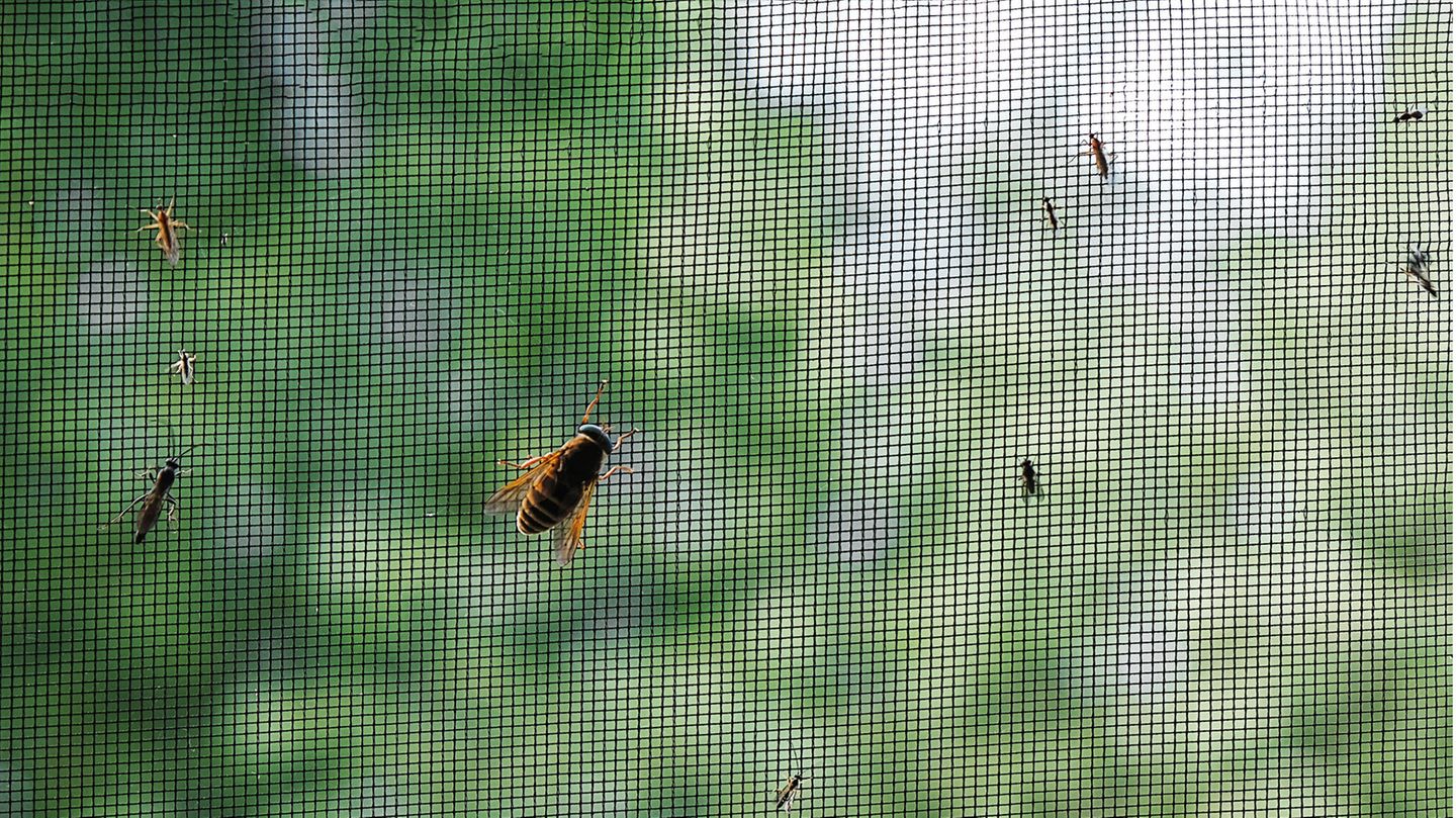 Ohne Bohren: Insektenschutz für Fenster: So schützen Sie Ihre Räume vor fliegenden Plagegeistern