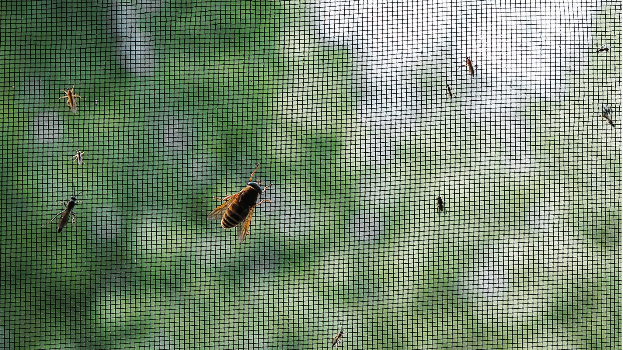 Insektenschutz Fenster: So haben Mücken keine Chance