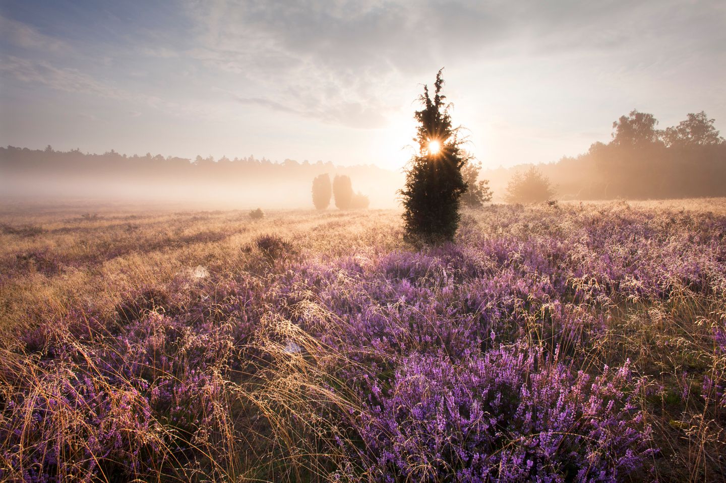 Lüneburger Heide