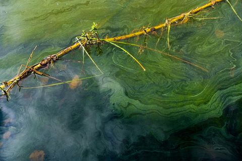 Blaualgen in Badeseen – Drei Hunde nach Badeausflügen verendet