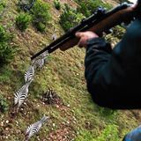 Blick auf Zebras aus einem Hubschrauber