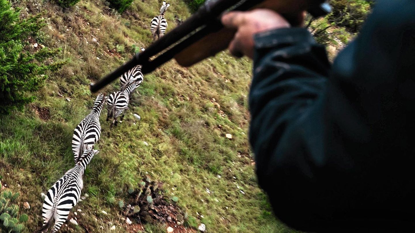 Blick auf Zebras aus einem Hubschrauber