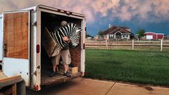 Ranchbesitzer Erik Grimland transportiert eine Jagdtrophäe