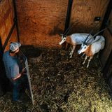 Zwei Antilopen werden in einen Trailer verladen