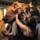 Erik Grimland hievt mit seiner Familie einen ausgestopften Löwen in sein Trophäenzimmer