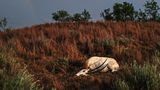 Eine geschossene Oryx­antilope