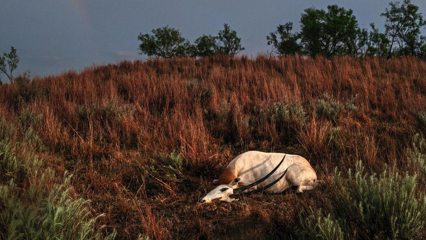 Eine geschossene Oryx­antilope