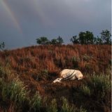 Eine geschossene Oryx­antilope