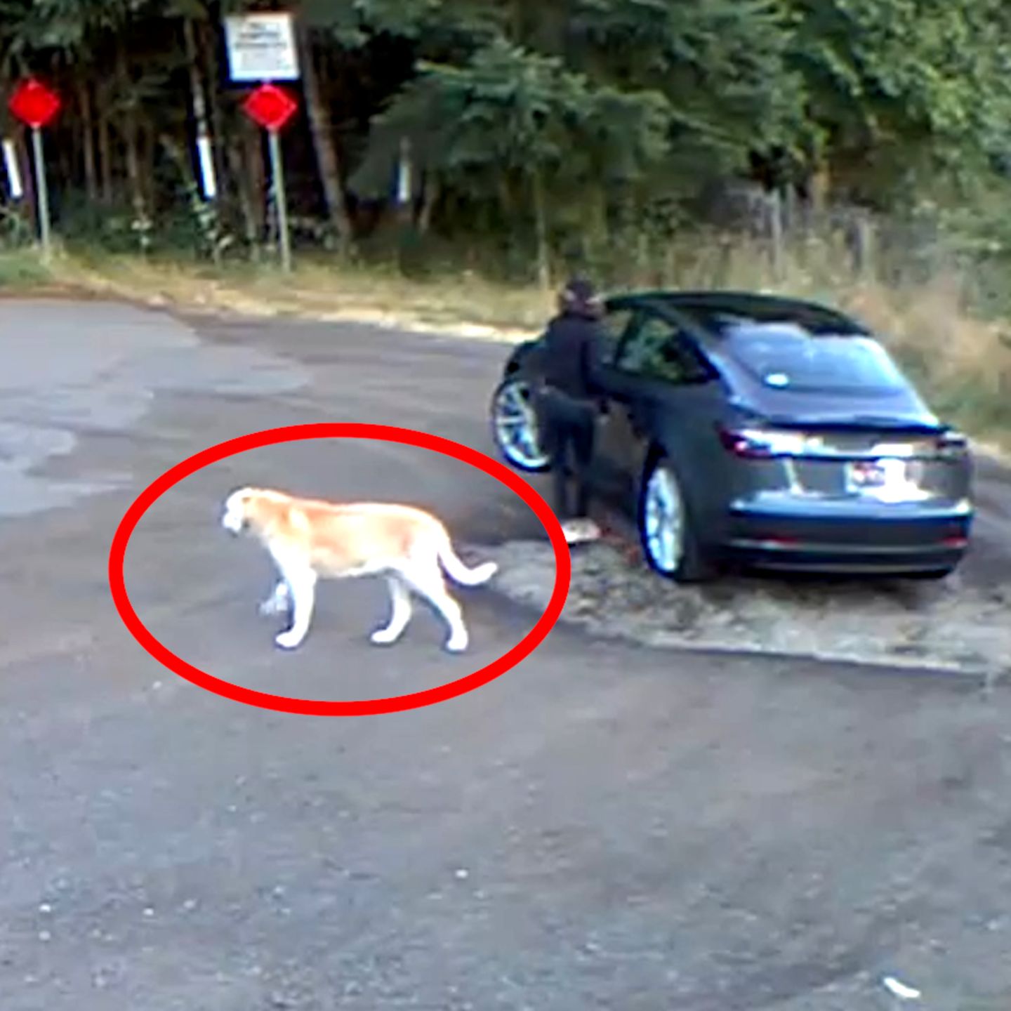 Frau setzt Hund auf Parkplatz aus – Tierschützer retten ihn ...