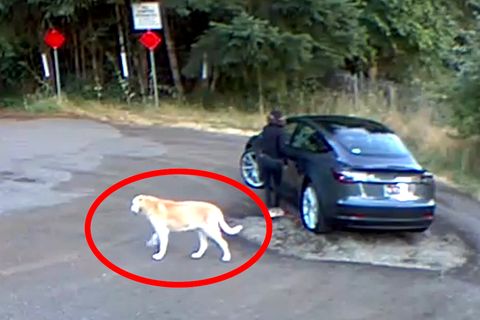 Hund ausgesetzt: Frau lässt Golden Retriever allein zurück