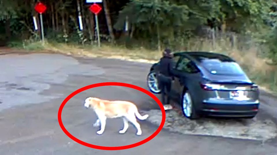 Hund ausgesetzt: Frau lässt Golden Retriever allein zurück Hund ausgesetzt: Frau lässt Golden Retriever allein zurück