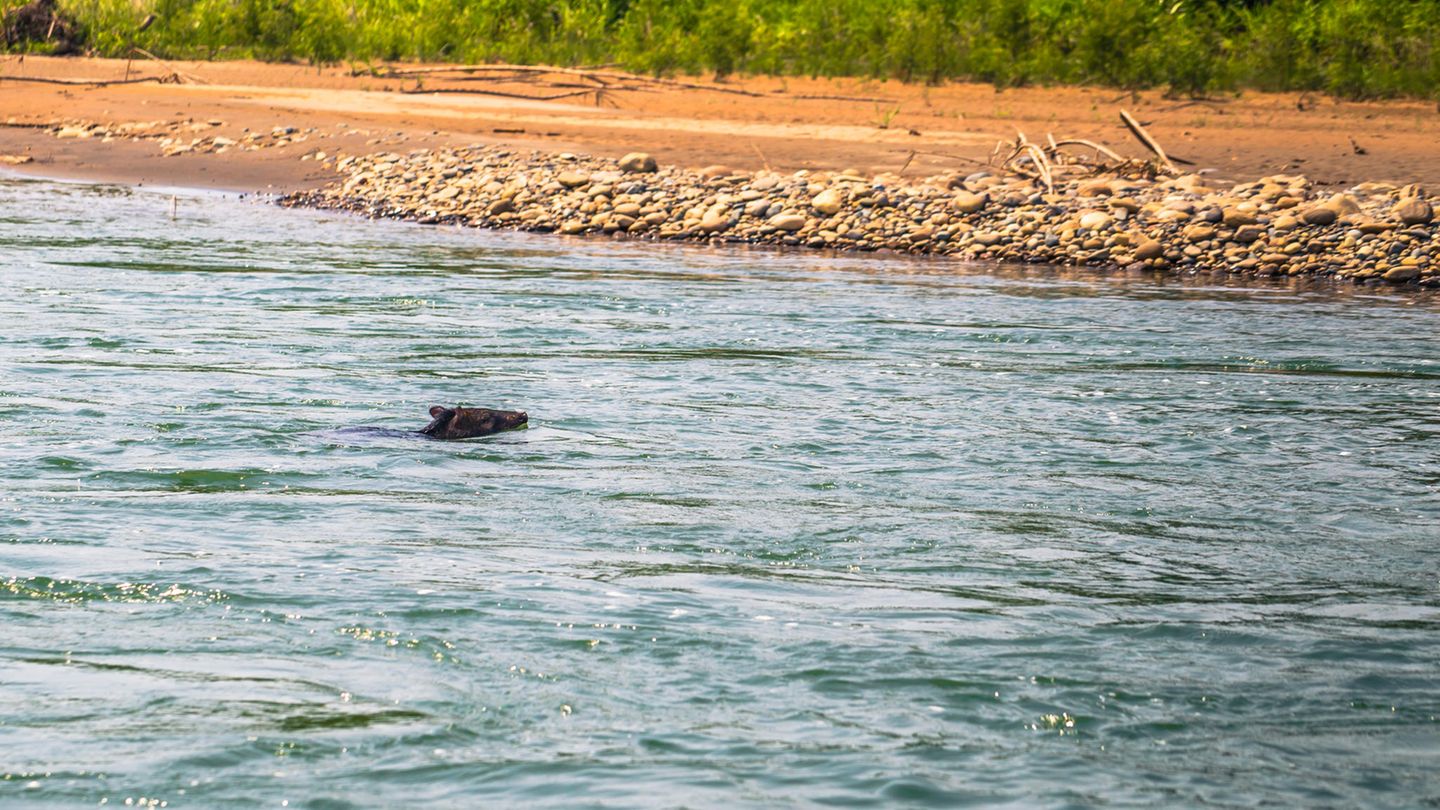 Ein Wildschwein schwimmt an einen Strand