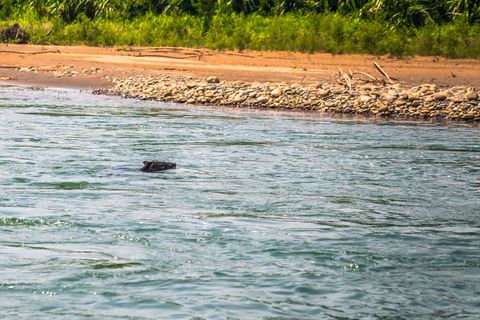 Ein Wildschwein schwimmt an einen Strand