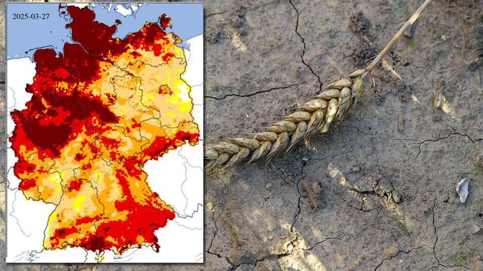 Hitze und Dürre: Warum trotz Regen Dürre herrschen kann | STERN.de