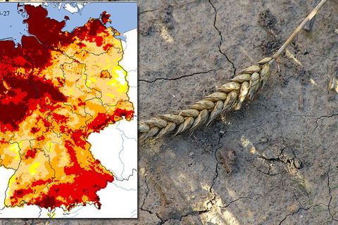 Dürre in Deutschland