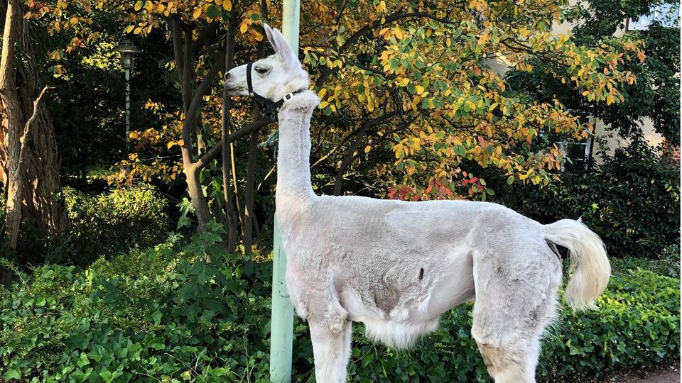 Nachrichten aus Deutschland – Lama spaziert durch Soltau Nachrichten aus Deutschland – Lama spaziert durch Soltau