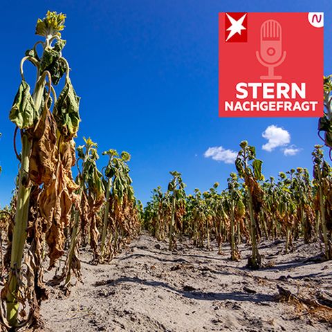 Vertrocknete Sonnenblumen stehen auf einem Feld bei Drebkau in der Lausitz (Archivbild)
