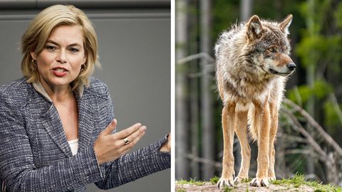 Vor sechs Monaten wurde der Abschuss von Wölfen erleichtert – Klöckner will mehr
