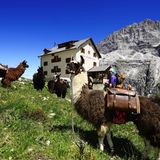 Lamas in den Bergen (Symbolbild)