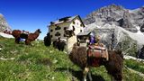 Lamas in den Bergen (Symbolbild)