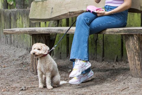 Hunde werden vergiftet