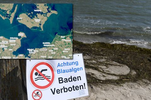 Blaualgen MV