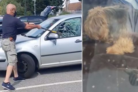 Dramatische Rettung: Hund sitzt bei 34 Grad Außentemperatur im Auto fest – Mann befreit ihn mit einer Axt