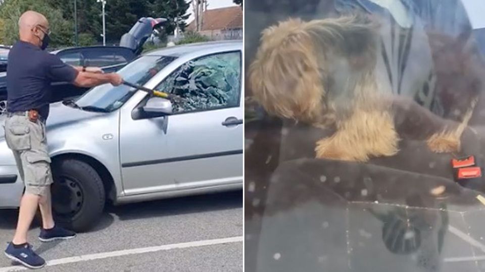 Dramatische Rettung: Hund sitzt bei 34 Grad Außentemperatur im Auto fest – Mann befreit ihn mit einer Axt Dramatische Rettung: Hund sitzt bei 34 Grad Außentemperatur im Auto fest – Mann befreit ihn mit einer Axt
