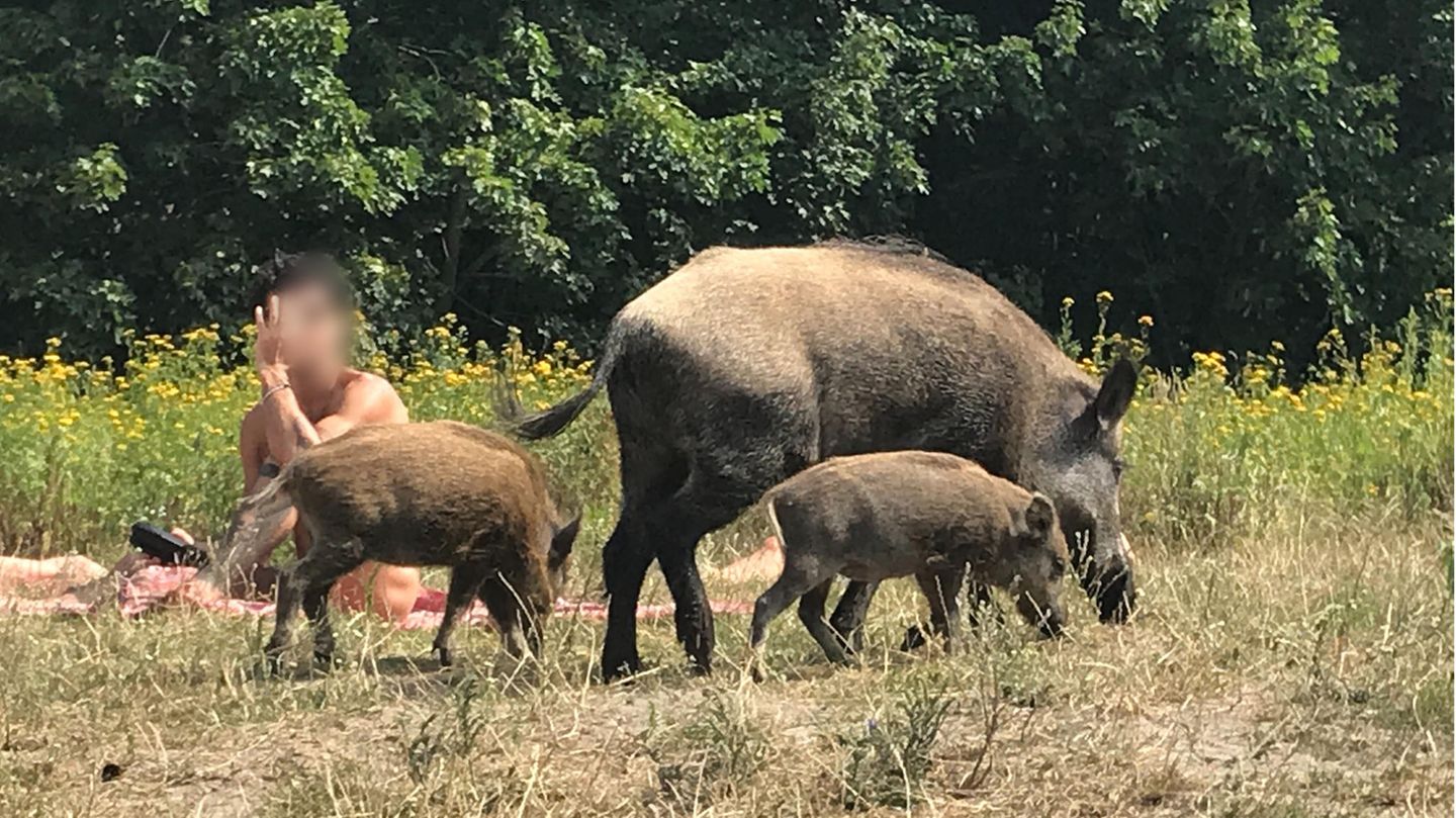 Wildschweine am Teufelssee in Berlin