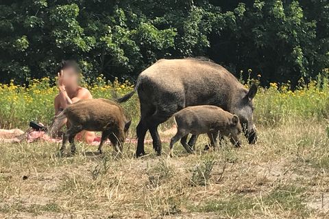 Wildschweine am Teufelssee in Berlin
